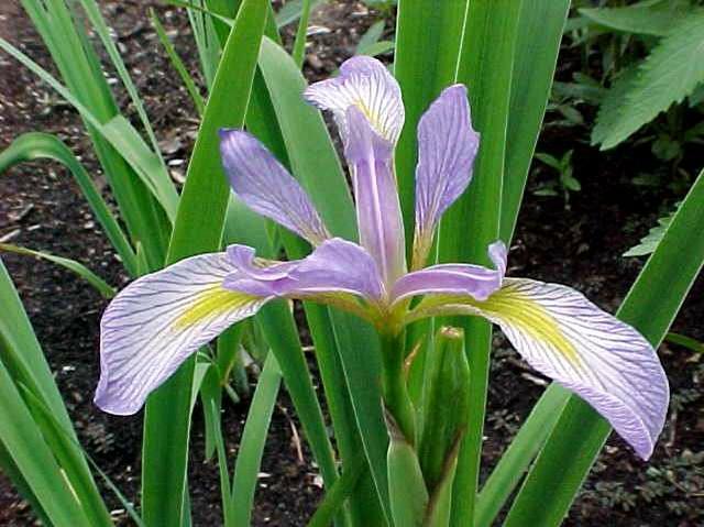 Iris - virginica